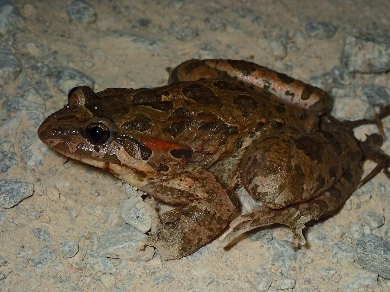 Discoglossus pictus